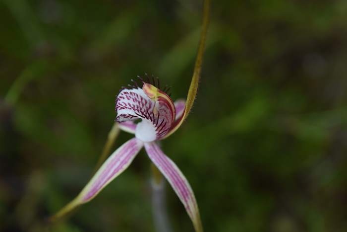 Caladenia - Orchid-spider-0026.JPG